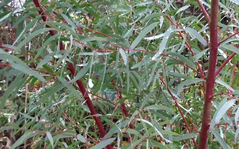Angus Cold Hardy Eucalyptus Tree (Eucalyptus Nicholii) - 3 Gallon Pot - Image 5