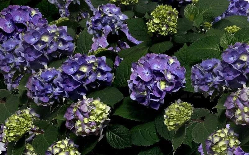 Bloomstruck Endless Summer Hydrangea - 1 Gallon Pot - Image 6