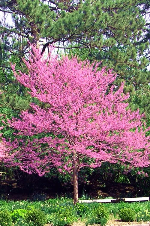 Carolina Sweetheart Eastern Redbud Tree - 5 Gallon Pot - Image 6