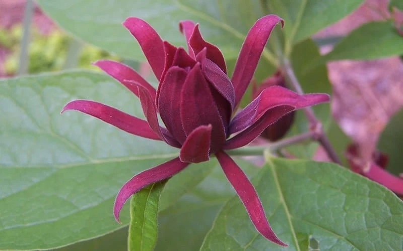 Sweetshrub (Carolina Allspice) - Calycanthus Floridus - 5 Gallon Pot - Image 6