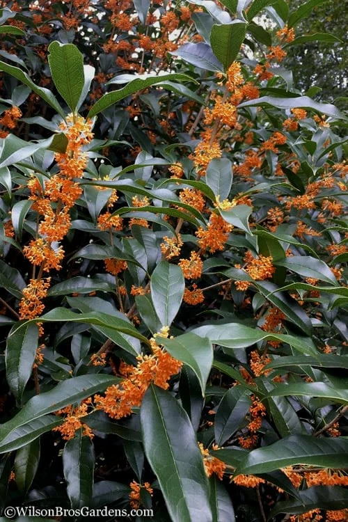 Fragrant Orange Tea Olive - Osmanthus Fragrans Aurantiacus - 5 Gallon Pot - Image 6