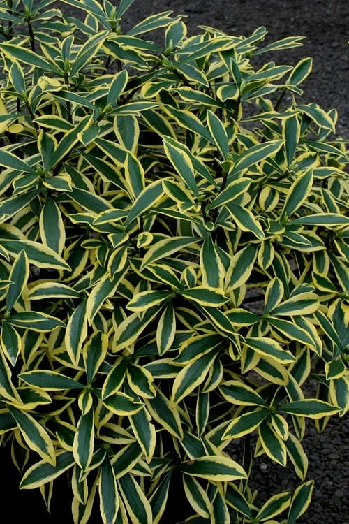 Marianni Variegated Pink Winter Daphne - 1 Gallon Pot - Image 4