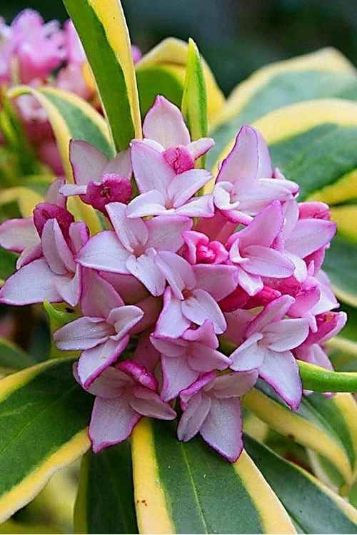 Marianni Variegated Pink Winter Daphne - 1 Gallon Pot