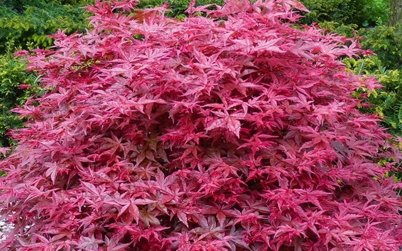 'Beni Maiko' Red Dancing Girl Japanese Maple - 5 Gallon Pot - Image 5