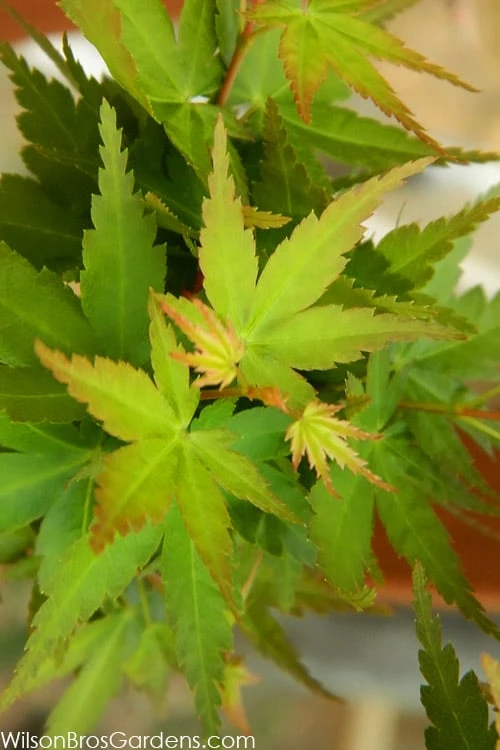 Jade Dragon Dwarf Japanese Maple - 3 Gallon Pot - Image 6