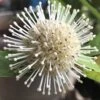 Adina Rubella Buttonbush - 3 Gallon Pot