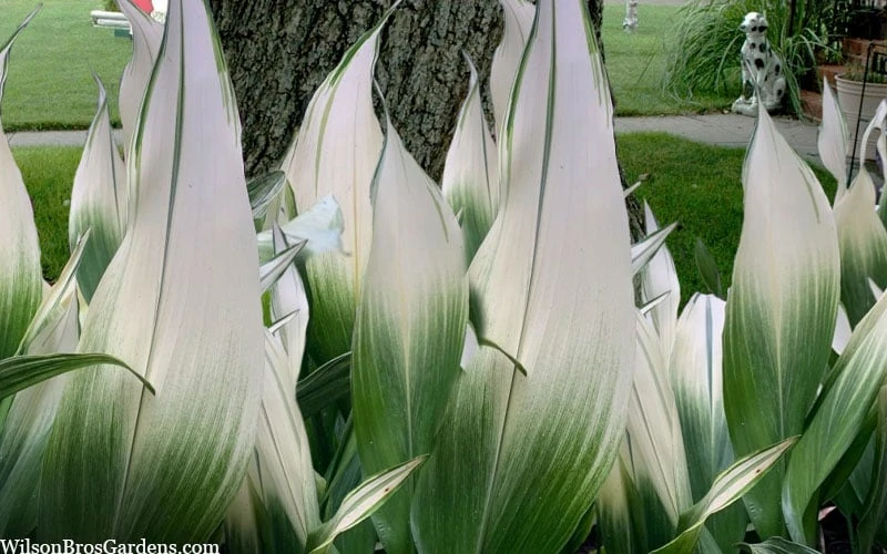 Snowcap Cast Iron Plant (Aspidistra Elatior 'Snowcap') - 3 Gallon Pot - Image 4