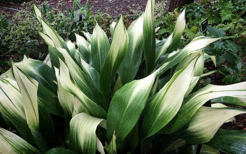 Snowcap Cast Iron Plant (Aspidistra Elatior 'Snowcap') - 3 Gallon Pot - Image 5