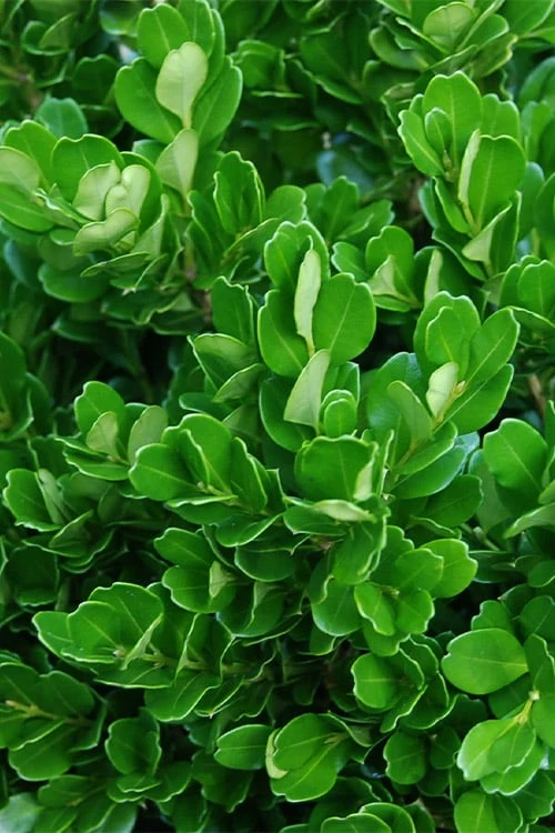 Richard Boxwood (Buxus Harlandii) - 3 Gallon Pot - Image 7