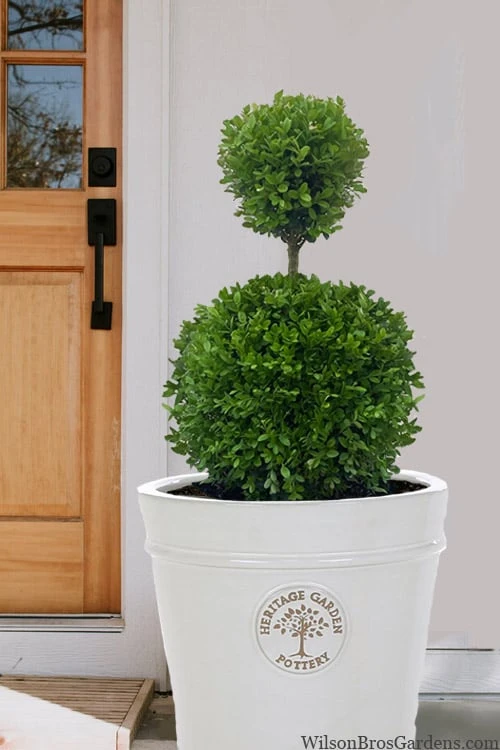 Dwarf English Boxwood Two-Ball Poodle Tier Topiary - 3 Gallon Pot - Image 4
