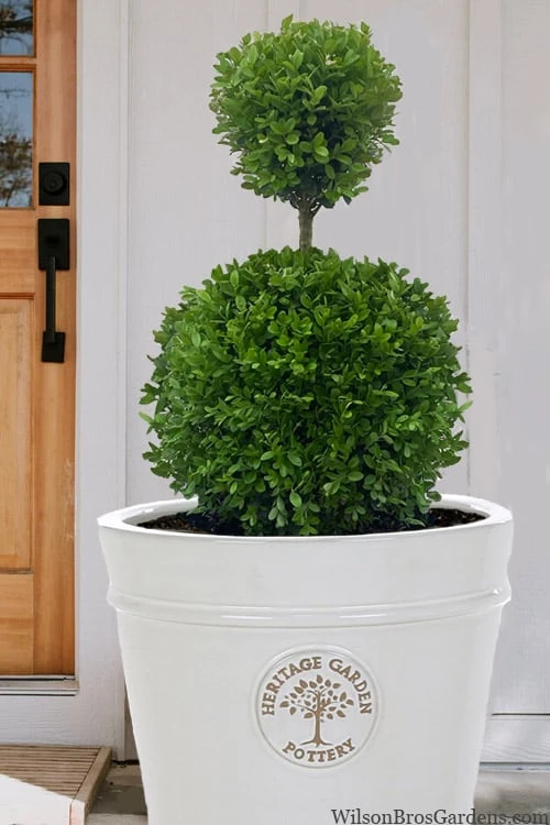 Dwarf English Boxwood Two-Ball Poodle Tier Topiary - 3 Gallon Pot