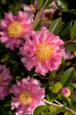 October Magic Carpet Dwarf Camellia - 3 Gallon Pot