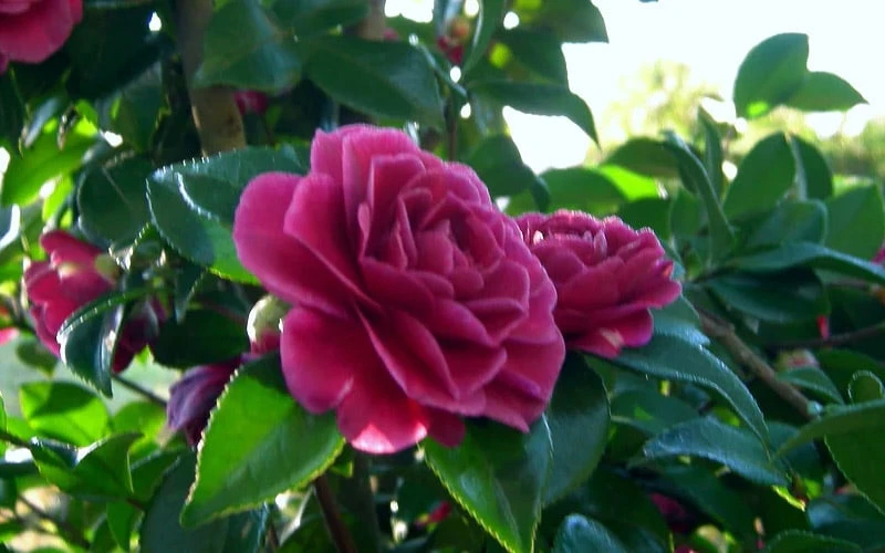 Purple Haze Camellia - 1 Gallon Pot - Image 5