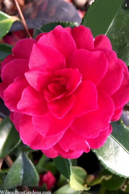 Purple Haze Camellia - 1 Gallon Pot - Image 4