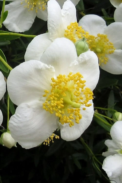 Elizabeth Bush Anemone (Carpentaria Californica) - 5 Gallon Pot - Image 6