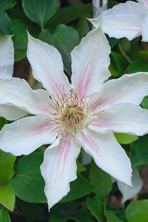 Corinne Clematis - 1 Gallon Pot - Image 6