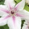 Corinne Clematis - 1 Gallon Pot