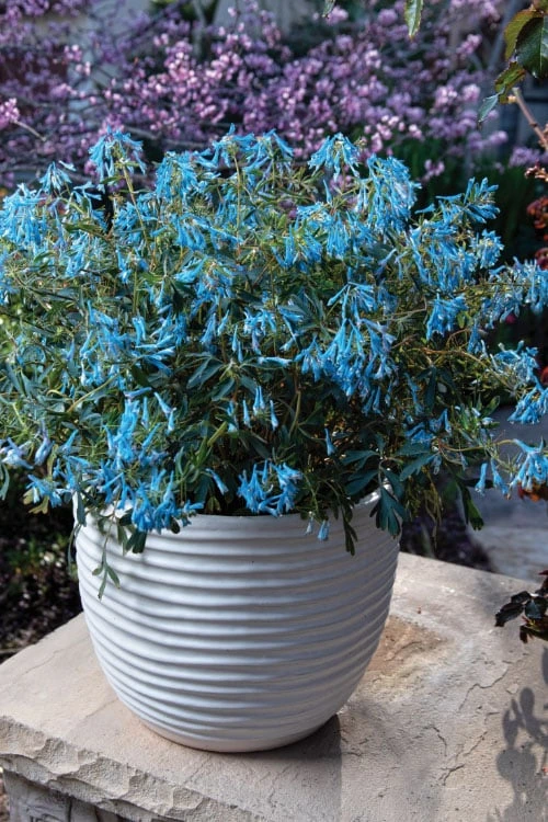 Hillier Porcelain Blue Corydalis - 1 Gallon Pot - Image 4