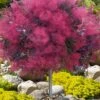 Dusky Maiden Smoke Tree (Single Trunk Topiary) - 7 Gallon Pot (3-4')