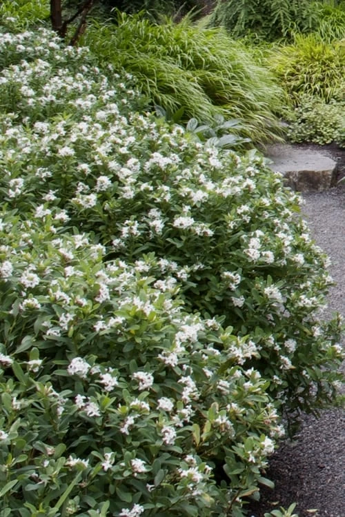 Jim's Pride White Summer Daphne - Daphne X Transatlantica - 1 Gallon Pot - Image 5