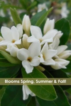 Jim's Pride White Summer Daphne - Daphne X Transatlantica - 1 Gallon Pot