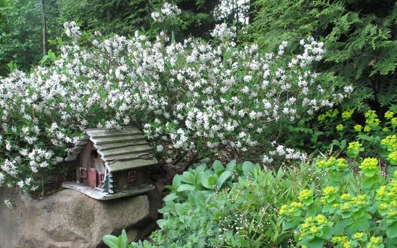 Jim's Pride White Summer Daphne - Daphne X Transatlantica - 2 Gallon Pot - Image 4