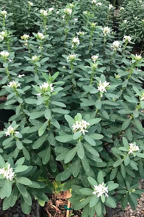 Jim's Pride White Summer Daphne - Daphne X Transatlantica - 1 Gallon Pot - Image 6