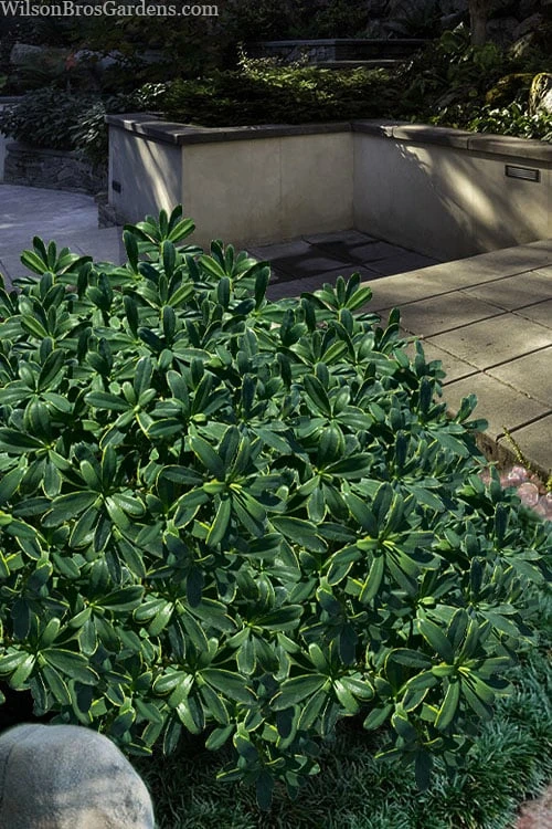 Splash Variegated Summer Daphne - 1 Gallon Pot - Image 5