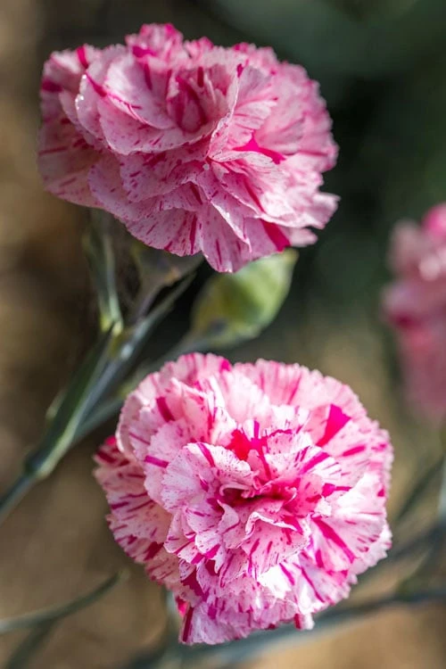 Pinball Wizard Dianthus - 1 Gallon Pot - Image 9