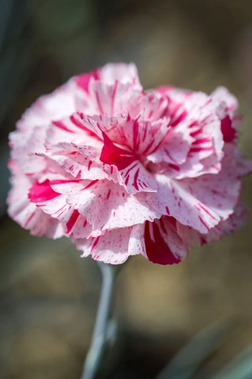 Pinball Wizard Dianthus - 1 Gallon Pot - Image 7