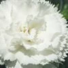 Super Trouper White Dianthus - 5 Pack Of Quart Pots