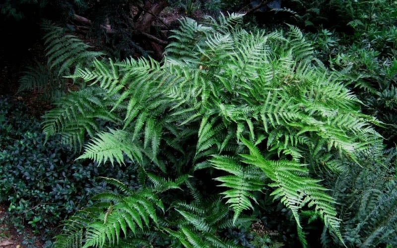 Champions Wood Fern (Dryopteris Championii) - 1 Gallon Pot - Image 5