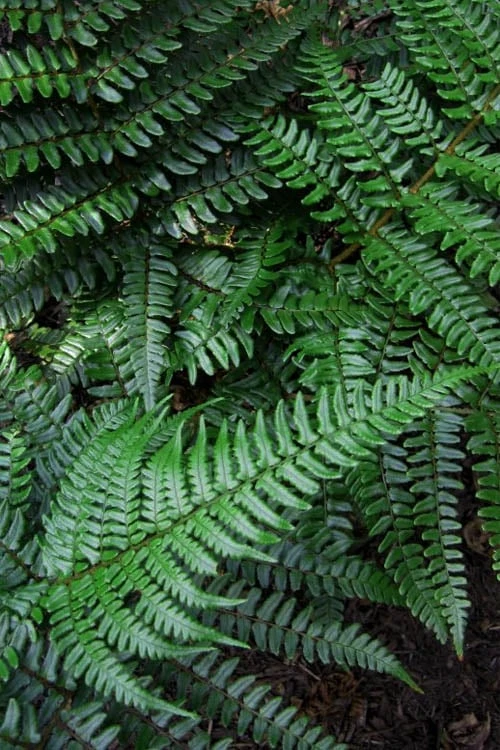 Champions Wood Fern (Dryopteris Championii) - 1 Gallon Pot - Image 6