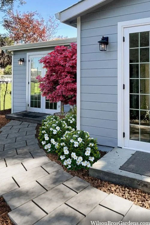 Snow Globe Gardenia - 1 Gallon Pot - Image 4