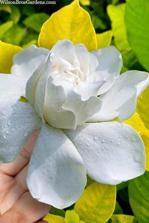 Gold Doubloon Gardenia - 1 Gallon Pot