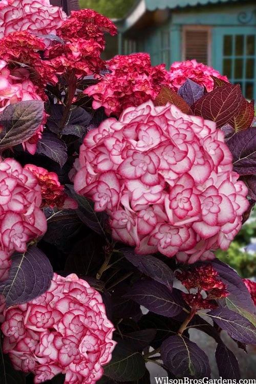 Miss Saori Hydrangea - 1 Gallon Pot - Image 4