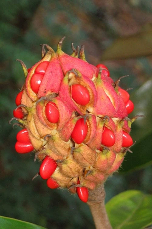 Victoria Cold Hardy Evergreen Magnolia - 7 Gallon Pot (3-4') - Image 7