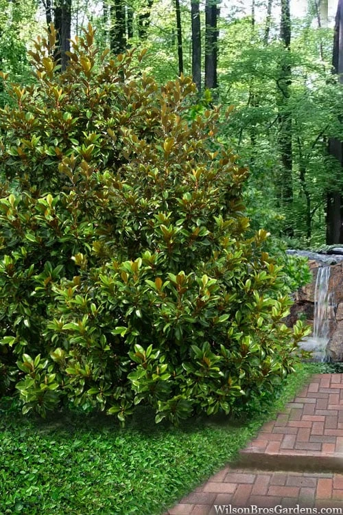 Victoria Cold Hardy Evergreen Magnolia - 7 Gallon Pot (3-4') - Image 5