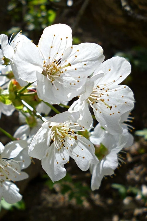 American Sweet Crabapple Tree (Malus Coronaria) - 1 Gallon Pot - Image 6