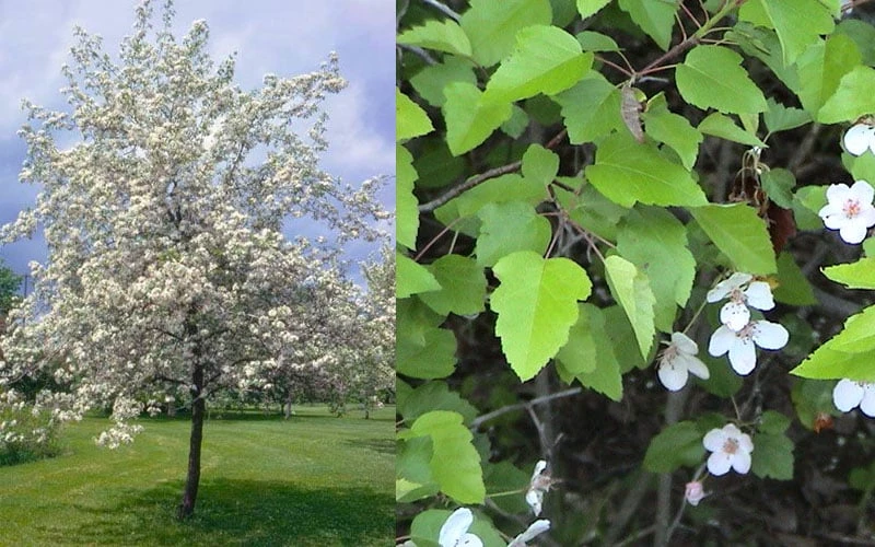 American Sweet Crabapple Tree (Malus Coronaria) - 1 Gallon Pot - Image 7