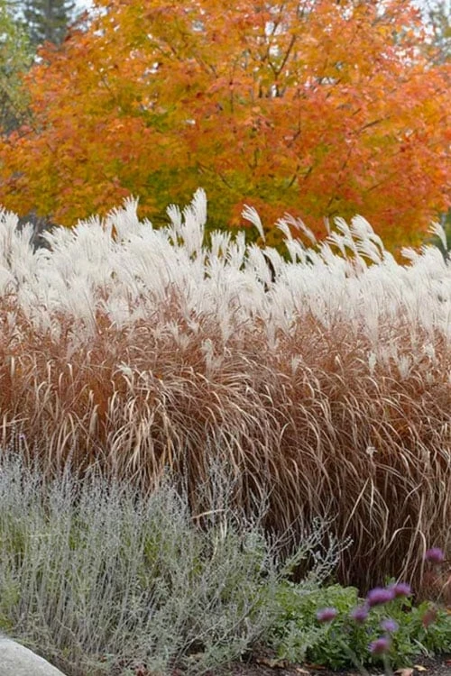 Flame Grass (Miscanthus 'Purpurascens') - 1 Gallon Pot - Image 6