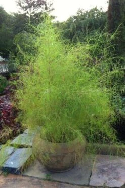 Bamboo Muhly Grass - 3 Gallon Pot
