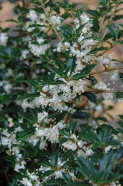 Party Princess 'Kaori Hime' Tea Olive - 7 Gallon Pot (2-3')