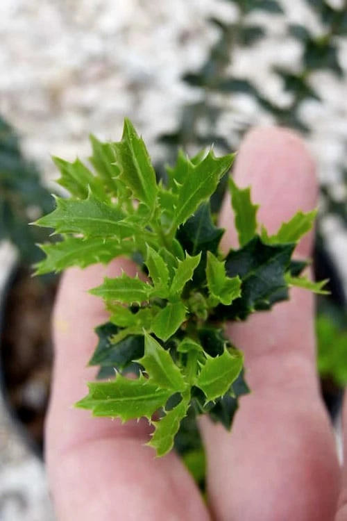 Party Princess 'Kaori Hime' Fragrant Tea Olive - 1 Gallon Pot - Image 7