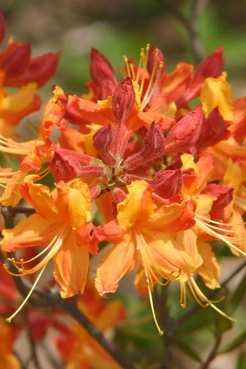 Florida Flame Native Azalea (Rhododendron Austrinum) - 3 Gallon Pot - Image 7