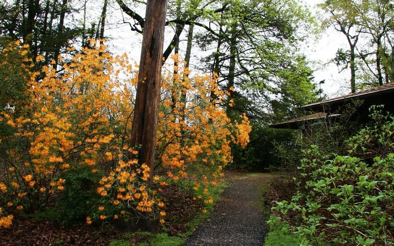 Florida Flame Native Azalea (Rhododendron Austrinum) - 3 Gallon Pot - Image 8