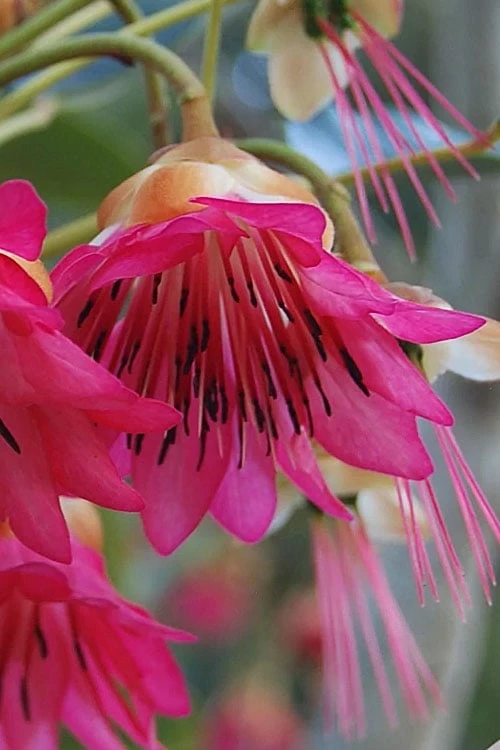 Scarlet Bells' Hong Kong Rose (Rhodoleia Henryi) - 3 Gallon Pot - Image 10