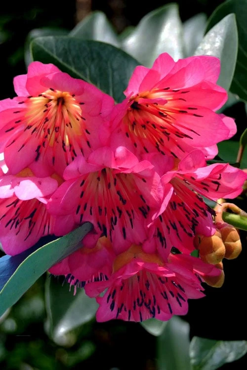 Scarlet Bells' Hong Kong Rose (Rhodoleia Henryi) - 3 Gallon Pot
