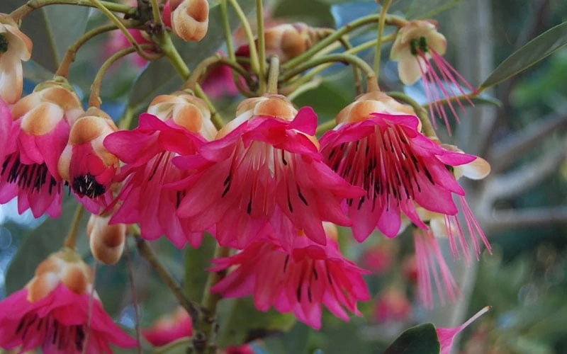 Scarlet Bells' Hong Kong Rose (Rhodoleia Henryi) - 3 Gallon Pot - Image 7