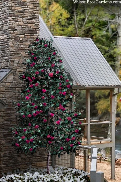 Scarlet Bells' Hong Kong Rose (Rhodoleia Henryi) - 3 Gallon Pot - Image 4